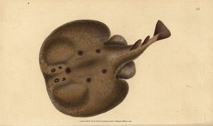 Gewone torpedo of oogrog, Raja torpedo. Handgekleurde koperplaat getekend en gegraveerd door Edward Donovan uit zijn Natural History of British Fishes, Donovan en F.C. en J. Rivington, Londen door Edward Donovan