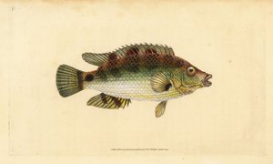 Kurkwing lipvis, Symphodus melops (Goldfinny, Labrus cornubius). Handgekleurde koperplaat getekend en gegraveerd door Edward Donovan uit zijn Natural History of British Fishes, Donovan en F.C. en J. Rivington, Londen