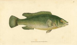 Koekooslipvis, Labrus mixtus (Gestreepte lipvis, Labrus lineatus). Handgekleurde koperplaat getekend en gegraveerd door Edward Donovan uit zijn Natural History of British Fishes, Donovan en F.C. en J. Rivington, Londen