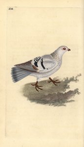 Huiskip, Columba livia domestica