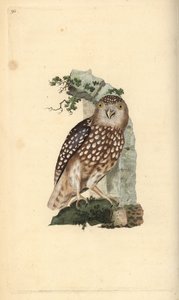Euraziatische dwerguil, Glaucidium passerinum door Edward Donovan