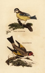 Pimpelmees, Cyanistes caeruleus, en distelvink, Carduelis carduelis