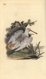 Europese houtsnip, Scolopax rusticola door Edward Donovan