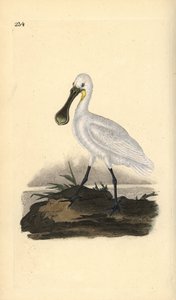 Lepelaar, Platalea leucorodia. Handgekleurde kopergravure getekend en gegraveerd door Edward Donovan uit zijn Natural History of British Birds, Londen door Edward Donovan