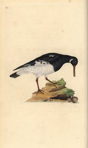 Scholekster, Haematopus ostralegus door Edward Donovan