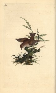 Winterkoning, Troglodytes troglodytes door Edward Donovan