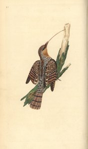 Draaihals, Jynx torquilla. Handgekleurde koperplaat getekend en gegraveerd door Edward Donovan uit zijn eigen Natural History of British Birds, Londen