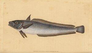 Europese heek, Merluccius merluccius