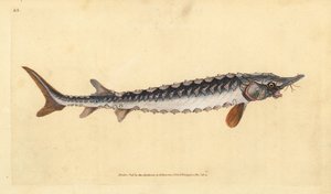 Europese of gewone steur. Ernstig bedreigd. Handgekleurde koperplaat getekend en gegraveerd door Edward Donovan uit zijn Natural History of British Fishes, Donovan en F.C. en J. Rivington, Londen