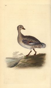 Krakeend (vrouwelijk), Anas strepera door Edward Donovan