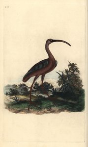 Glansibis, Plegadis falcinellus