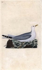 Stormmeeuw. Larus canus