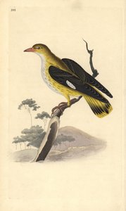 Wielewaal (vrouwtje), Oriolus oriolus door Edward Donovan