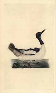 Grote zaagbek, Mergus merganser. Handgekleurde koperplaat getekend en gegraveerd door Edward Donovan uit zijn eigen Natural History of British Birds, Londen door Edward Donovan