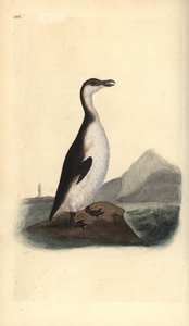 Grote alk, Pinguinus impennis, uitgestorven door eierverzamelaars in 1844
