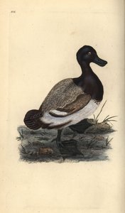 Grote tafeleend, Aythya marila. Handgekleurde kopergravure uit 