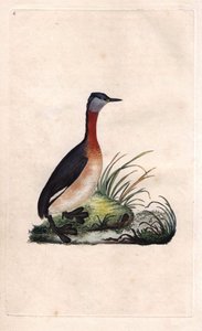 Fuut vrolijk. Podiceps grisegena (Podiceps ruficollis). Kopergravure door Edward Donovan (1768-1837), gepubliceerd in Histoire naturelle des oiseaux britanniques, Londen door Edward Donovan