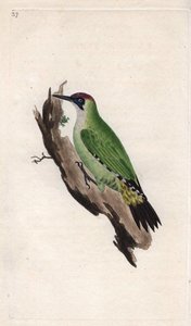 Groene specht. Picus viridis. Kopergravure door Edward Donovan (1768-1837), gepubliceerd in Histoire naturelle des oiseaux britanniques, Londen door Edward Donovan