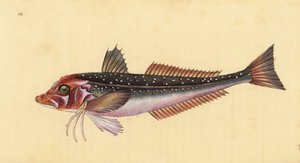 Grijze poon, Eutrigla gurnardus (Trigla gurnardus). Handgekleurde kopergravure getekend en gegraveerd door Edward Donovan uit zijn Natural History of British Fishes, Donovan en F.C. en J. Rivington, Londen