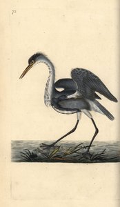 Blauwe reiger, Ardea cinerea. Handgekleurde koperplaat getekend en gegraveerd door Edward Donovan uit zijn eigen Natural History of British Birds, Londen door Edward Donovan
