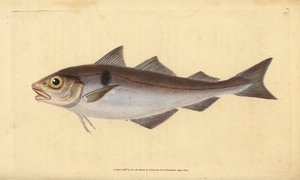 Schelvis, Melanogrammus aeglefinus (Gadus aeglefinus). Kwetsbaar. Handgekleurde koperplaat getekend en gegraveerd door Edward Donovan uit zijn Natural History of British Fishes, Donovan en F.C. en J. Rivington, Londen door Edward Donovan