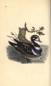 Harlekijneend, Histrionicus histrionicus door Edward Donovan