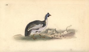 Helmperlhoen, Numida meleagris. Handgekleurde koperplaat getekend en gegraveerd door Edward Donovan uit zijn eigen Natural History of British Birds, Londen door Edward Donovan