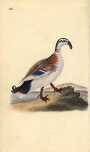 Haaksnavel eend, Anas platyrhynchos. Handgekleurde koperplaat getekend en gegraveerd door Edward Donovan uit zijn eigen “Natural History of British Birds,” Londen