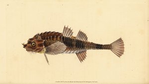 Haakneus, Agonus cataphractus (Pogge of gewapende stierkop, Cottus cataphractus). Handgekleurde kopergravure getekend en gegraveerd door Edward Donovan uit zijn Natural History of British Fishes, Donovan en F.C. en J. Rivington, Londen