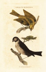 Japanse geelgors, Emberiza sulphurata, en grauwe gors, Emberiza calandra