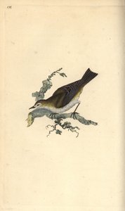 Kleine karekiet, Hippolais icterina