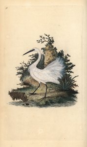 Kleine zilverreiger, Egreta garzetta. Handgekleurde koperplaat getekend en gegraveerd door Edward Donovan uit zijn eigen “Natural History of British Birds,” Londen