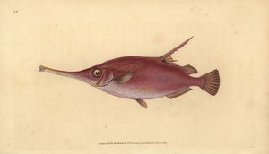 Langsnuit snipvis, Macroramphosus scolopax (Snip- of trompetvis, Centriscus scolopax). Handgekleurde koperplaat getekend en gegraveerd door Edward Donovan uit zijn Natural History of British Fishes, Donovan en F.C. en J. Rivington, Londen