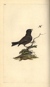 Glanskop, Poecile palustris. Handgekleurde kopergravure getekend en gegraveerd door Edward Donovan uit zijn Natural History of British Birds, Londen door Edward Donovan