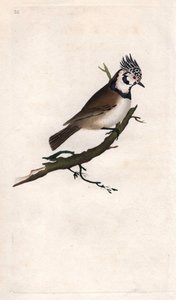 Kuifmees. Lopophanes cristatus cristatus (Parus cristatus). Kopergravure door Edward Donovan, gepubliceerd in Histoire naturelle des oiseaux britanniques, Londen door Edward Donovan