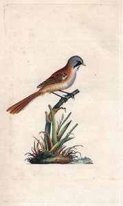 Baardman (passeriforme). Panurus biarmicus (Parus biarmicus). Kopergravure door Edward Donovan (1768-1837), gepubliceerd in Histoire naturelle des oiseaux britanniques, Londen door Edward Donovan