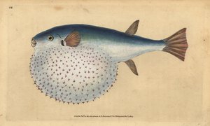 Oceanische kogelvis, Lagocephalus lagocephalus (Stervormige kogelvis, Tetrodon stellatus). Handgekleurde kopergravure getekend en gegraveerd door Edward Donovan uit zijn Natural History of British Fishes, Donovan en F.C. en J. Rivington, Londen door Edward Donovan