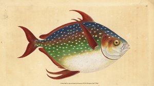 Opah of koningsvis, Lampris guttatus (Zeus luna). Handgekleurde koperplaat getekend en gegraveerd door Edward Donovan uit zijn Natural History of British Fishes, Donovan en F.C. en J. Rivington, Londen