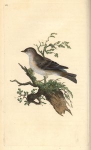 Orpheusgrasmus, Sylvia hydrtensis, of grote grasmus. Handgekleurde koperplaat getekend en gegraveerd door Edward Donovan uit zijn eigen Natural History of British Birds, Londen
