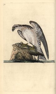 Visarend, Pandion haliaetus, staand op een gevangen vis. Handgekleurde kopergravure getekend en gegraveerd door Edward Donovan uit zijn Natural History of British Birds, Londen