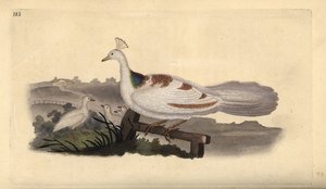 Pauw, Pavo cristatus, vrouwtje met jongen door Edward Donovan