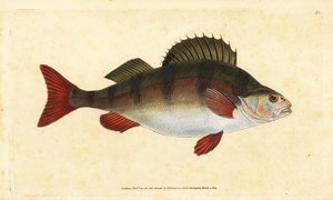 Baars, Perca fluviatilis. Handgekleurde koperplaat getekend en gegraveerd door Edward Donovan uit zijn Natural History of British Fishes, Donovan en F.C. en J. Rivington, Londen door Edward Donovan