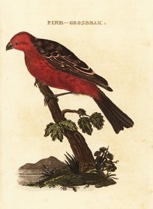 Haakbek, Pinicola enucleator