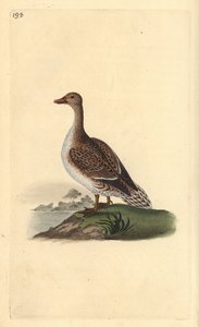 Pijlstaart, Anas acuta, vrouwelijk door Edward Donovan
