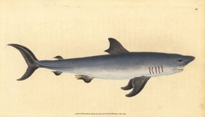 Haringhaai, Lamna nasus. Kwetsbaar. (Haringhaai, Squalus cornubicus)
