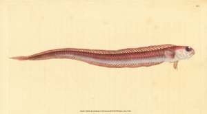 Rode bandvis, Cepola macrophthalma
