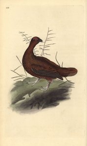 Schotse sneeuwhoen, Lagopus lagopus scotica. Handgekleurde koperplaat getekend en gegraveerd door Edward Donovan uit zijn eigen Natural History of British Birds, Londen door Edward Donovan
