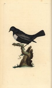 Beflijster, Turdus torquatus. Handgekleurde kopergravure getekend en gegraveerd door Edward Donovan uit zijn Natural History of British Birds, Londen