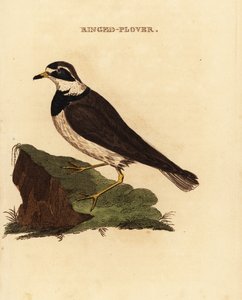 Bontbekplevier, Charadrius hiaticula