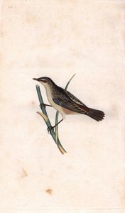 Rietzanger. Acrocephalus schoenobaenus (Motacilla salicaria). Kopergravure door Edward Donovan (1768-1837), gepubliceerd in Histoire naturelle des oiseaux britanniques, Londen door Edward Donovan